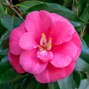 Japanese camellia